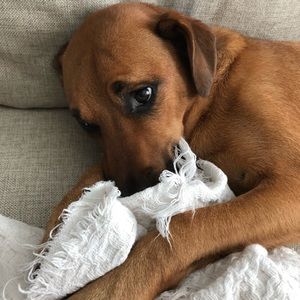 Meet your Posher, Molly